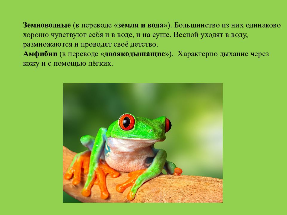 Земноводные 2 класс. Амфибии презентация. Класс земноводные или амфибии. Земноводные животные факты. Класс земноводные презентация.