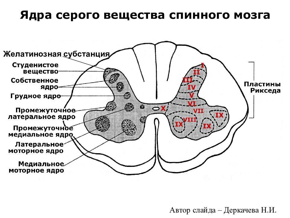 Центральное ядро спинного мозга. Ядра заднего рога спинного мозга гистология. Желатинозная субстанция спинного мозга. Ядра серого вещества спинного мозга анатомия. Строение спинного мозга гистология.