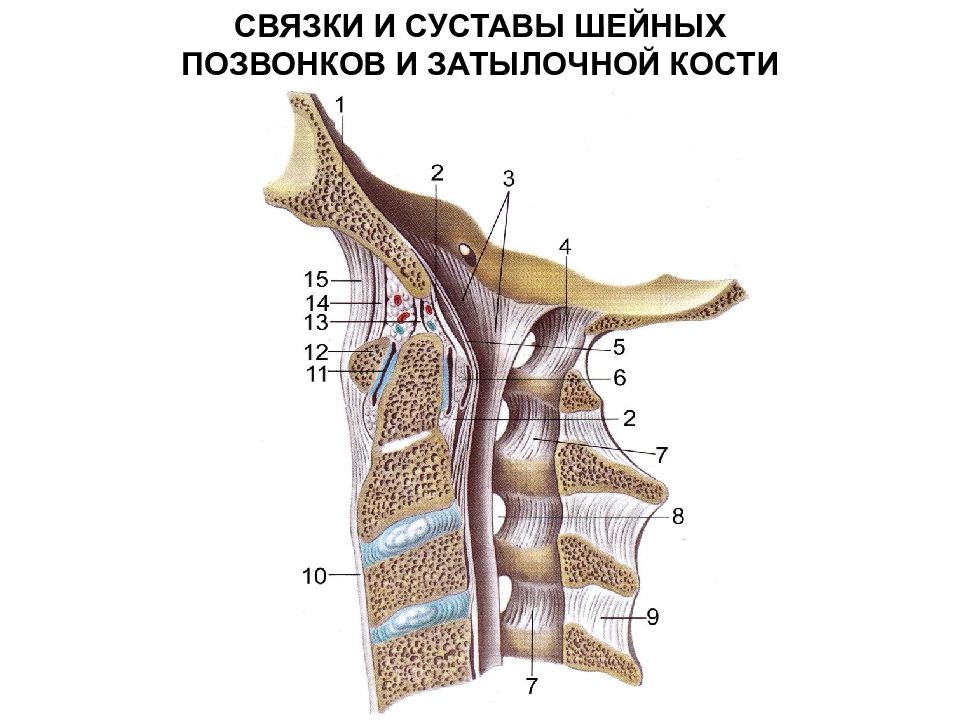 Соединения между затылочной костью