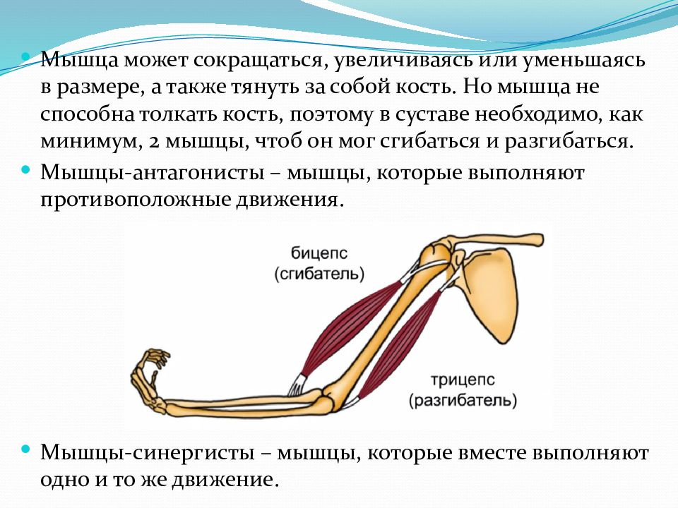 Мышцы сокращаются и расслабляются. Тянущие и толкающие мышцы. Мышцы могут сокращаться и. Тянущие и толкающие мышечные группы. Мышцы синергисты.