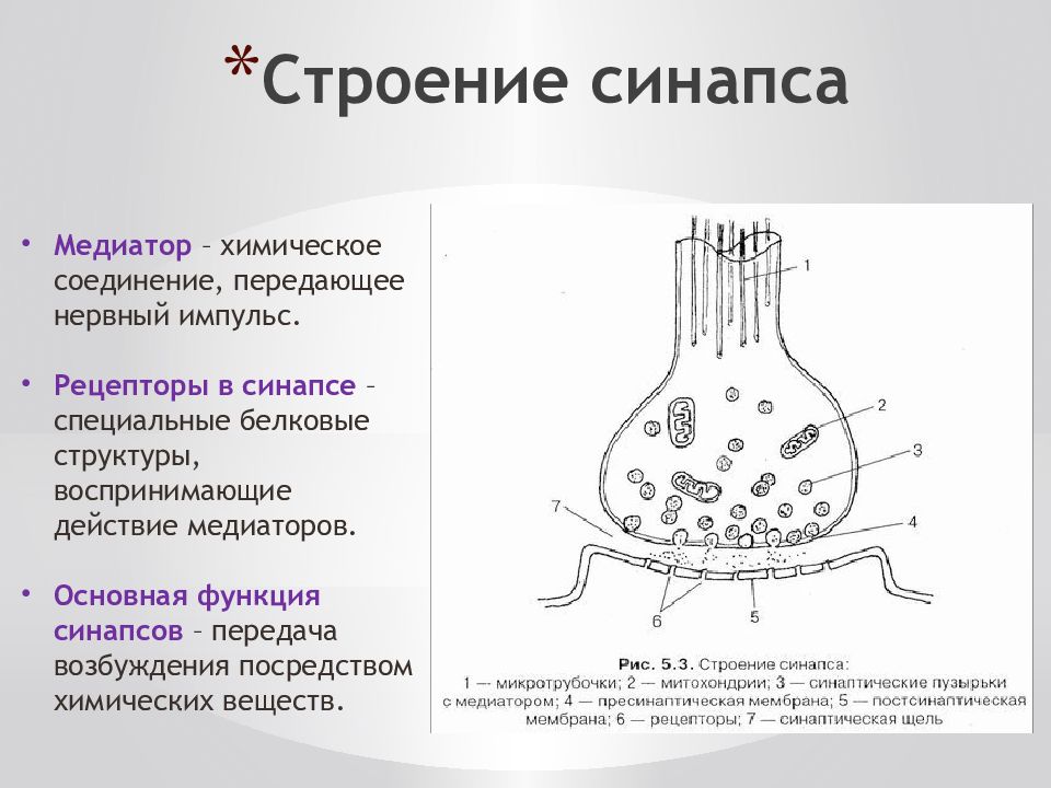 Химический синапс механизм. Химический синапс строение и функции. Строение химического синапса физиология. Структура синапса схема. Схема синапса химического типа.