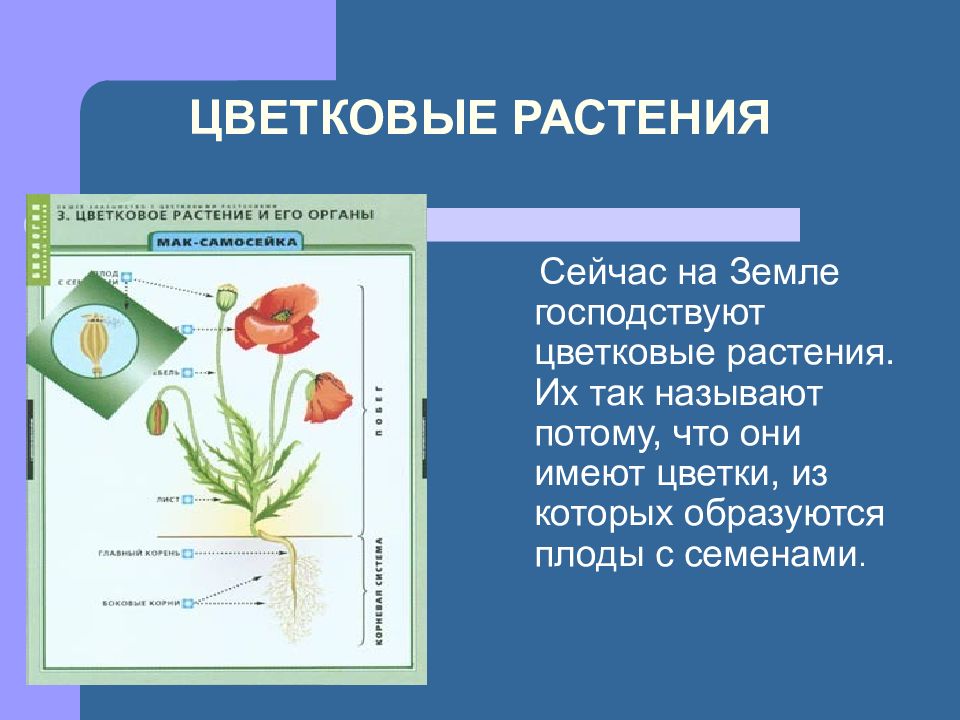 Виды растений презентация