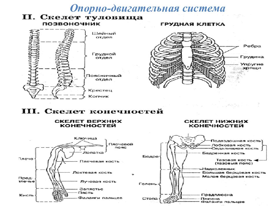 О п л е т к а