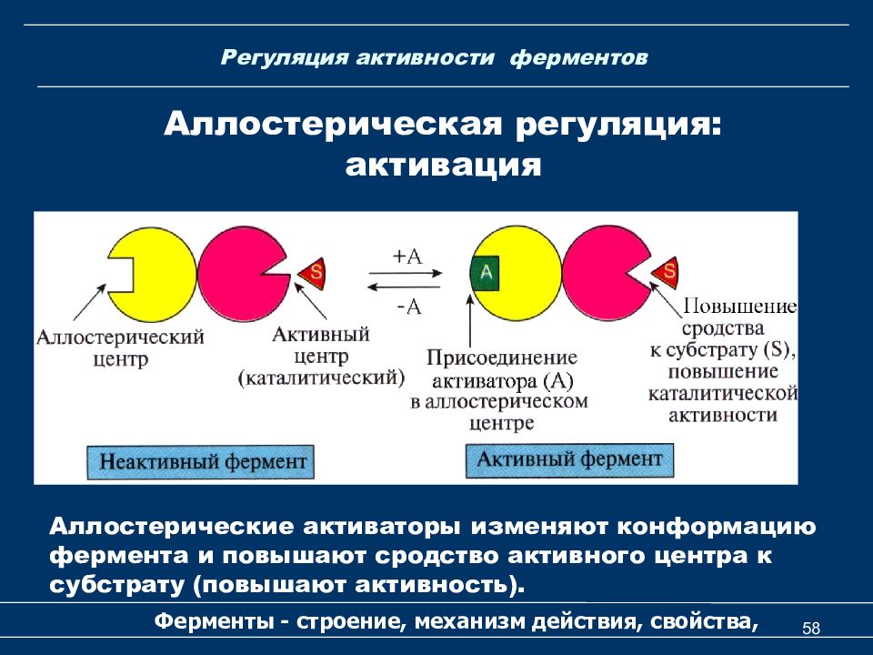 Схема работы фермента