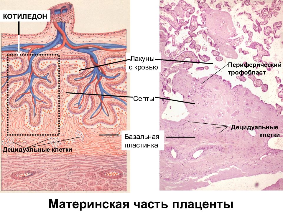 Кровоснабжение матки схема гистология