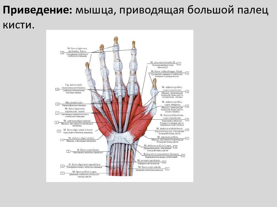 Приведение кисти мышцы. Мышцы возвышения большого пальца кисти. Разгибательный аппарат пальца кисти. Мышца противопоставляющая большой палец кисти.