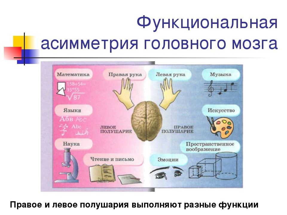 Речь память мышление биология 8 класс презентация