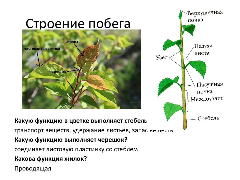 Какую функцию выполняют жилки листа