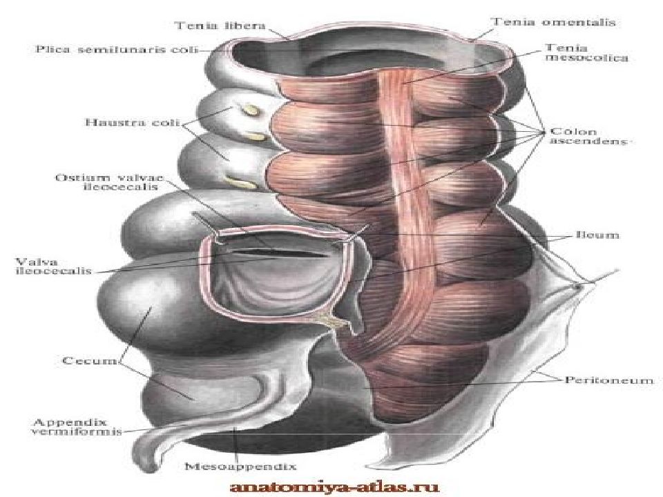 Червеобразный отросток анатомия. Устье аппендикса щелевидное.