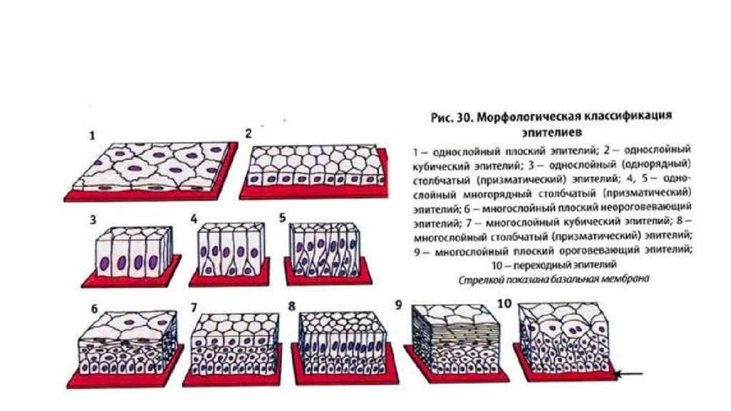 Однослойный плоский эпителий рисунок