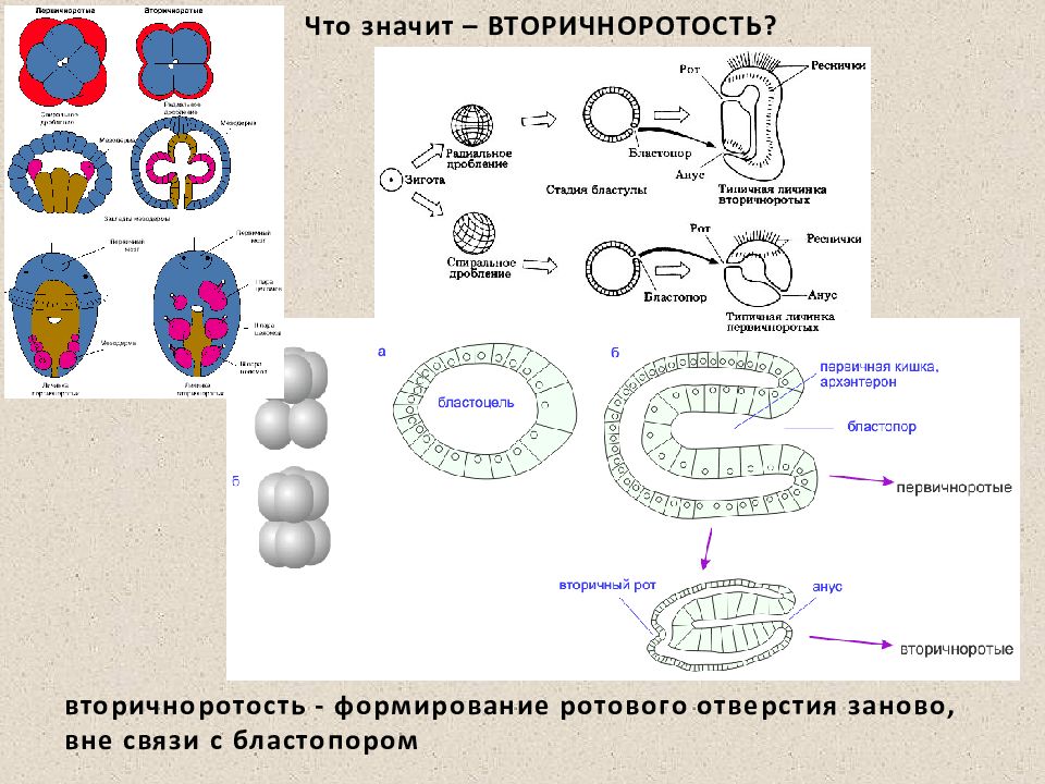 Вторичноротые. Бластопор вторичноротых это. Первичноротые бластопор. Формирование бластопора. Вторичноротые дробление.