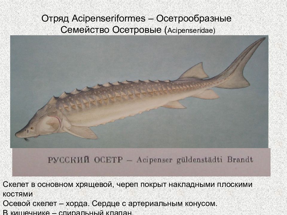 Хорда осетровой рыбы. Отряд Осетрообразные - acipenseriformes.. Осетровые рыбы скелет. Отряд Осетрообразные или костно-хрящевые. Осетрообразные характеристика.