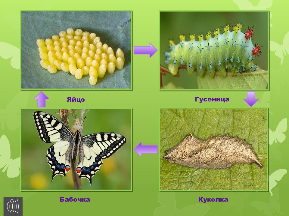 Бабочки слайд. Бабочки презентация 8 класс. Бабочки презентация для детей. Бабочки приносящие вред. Проект про бабочек.