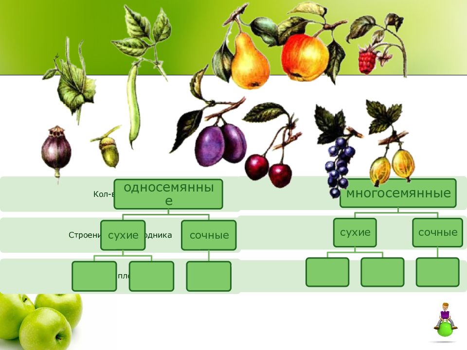 Распределите предложенные растения по группам в зависимости. Плоды сухие и сочные односемянные и многосемянные. Сухие плоды односемянные и многосемянные таблица. Классификация плодов односемянные и многосемянные. Сочные многосемянные плоды таблица.
