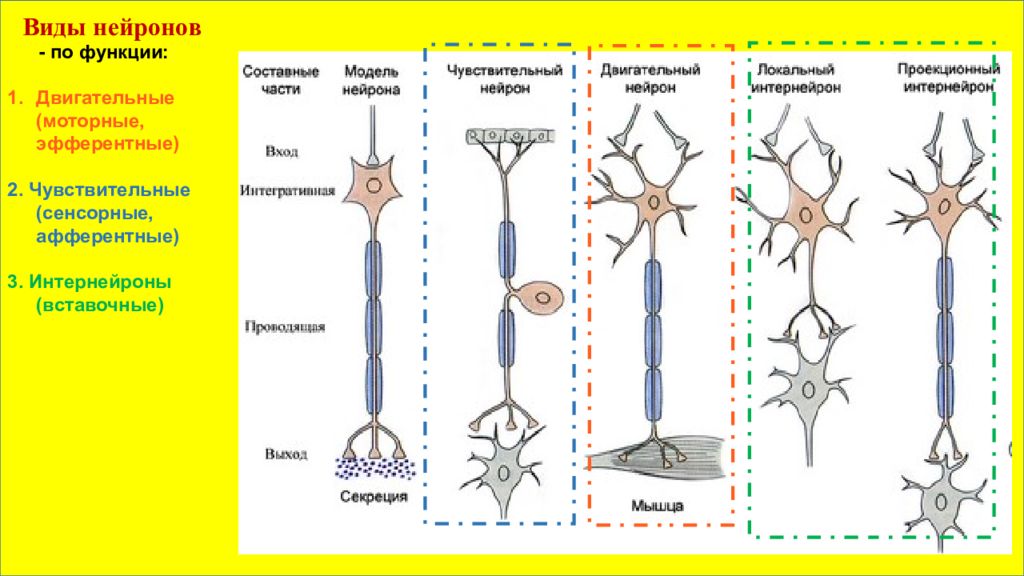 Интернейроны. Типы нейронов. Типы организации нейронов. Нейроны по функции. Эфферентные Нейроны функции.