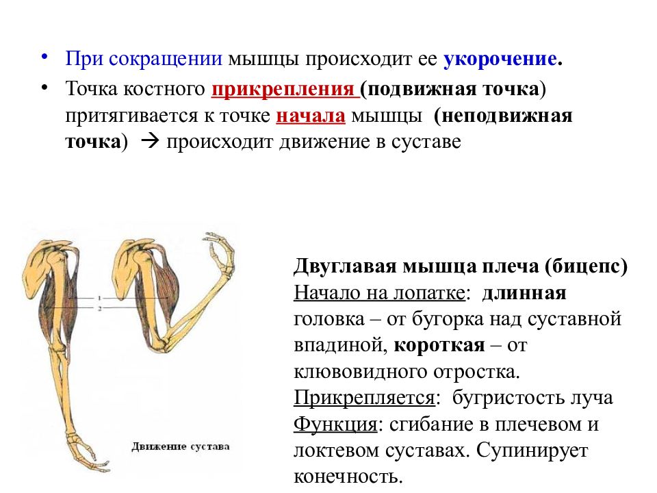 Точка произойти. Подвижная и неподвижная точка прикрепления мышцы. Точки начала и прикрепления мышц. Сокращение мышцы что происходит. Двуглавая мышца начало и прикрепление.