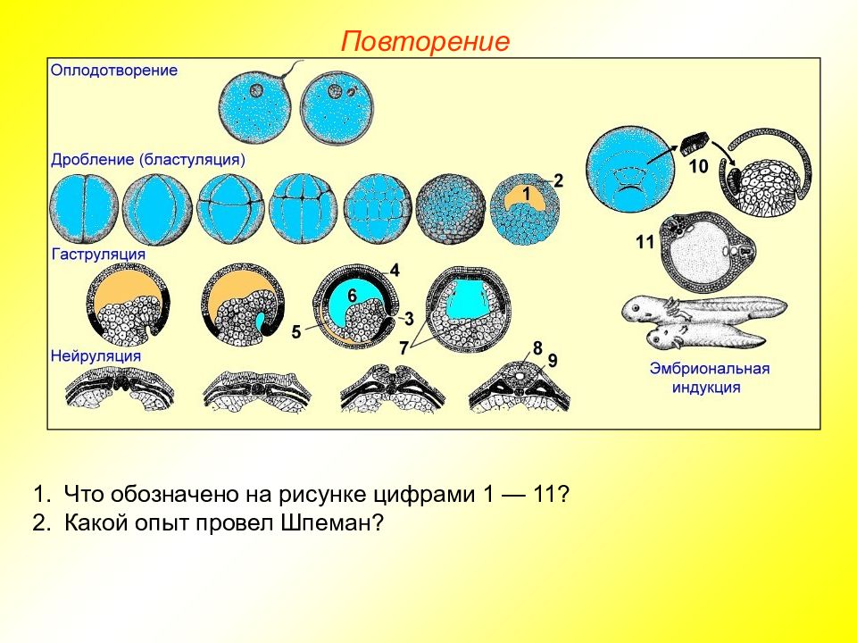 Схема онтогенеза от оплодотворения до окончания гаструляции