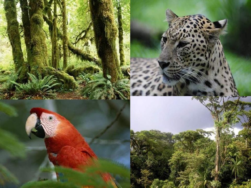 Растительный и животный мир. Растения и животный мир. Растительный и животный мир земли. Растительный и животный мир география.
