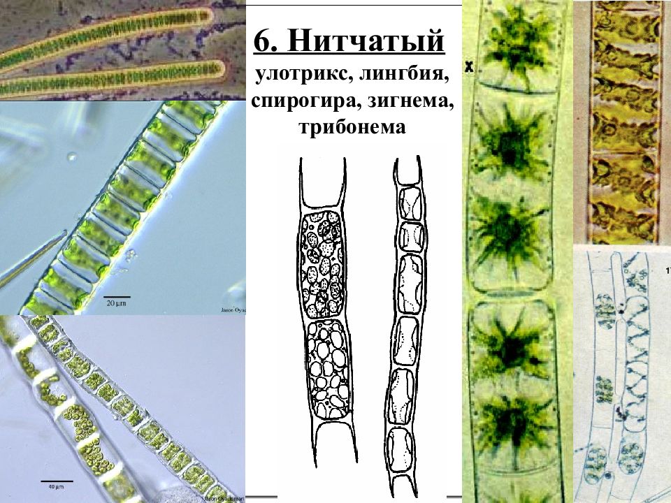 Нитчатые водоросли спирогира