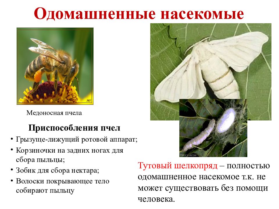 Одомашненные насекомые. Одомашненные насекомые тутовый шелкопряд. Тутовый шелкопряд и пчела. Тутовый шелкопряд ротовой аппарат. Одомашнивание тутового шелкопряда.