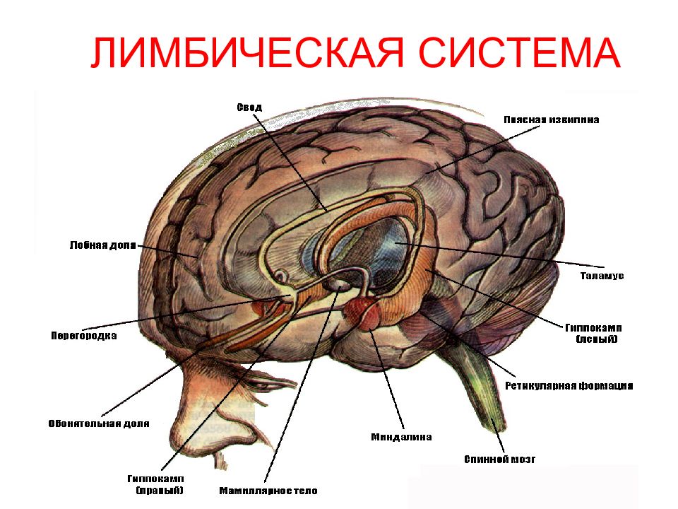 Лимбическая система рисунок