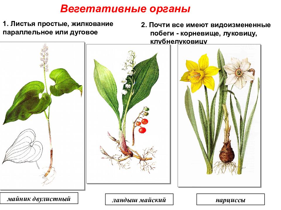 Семейство лилейные презентация