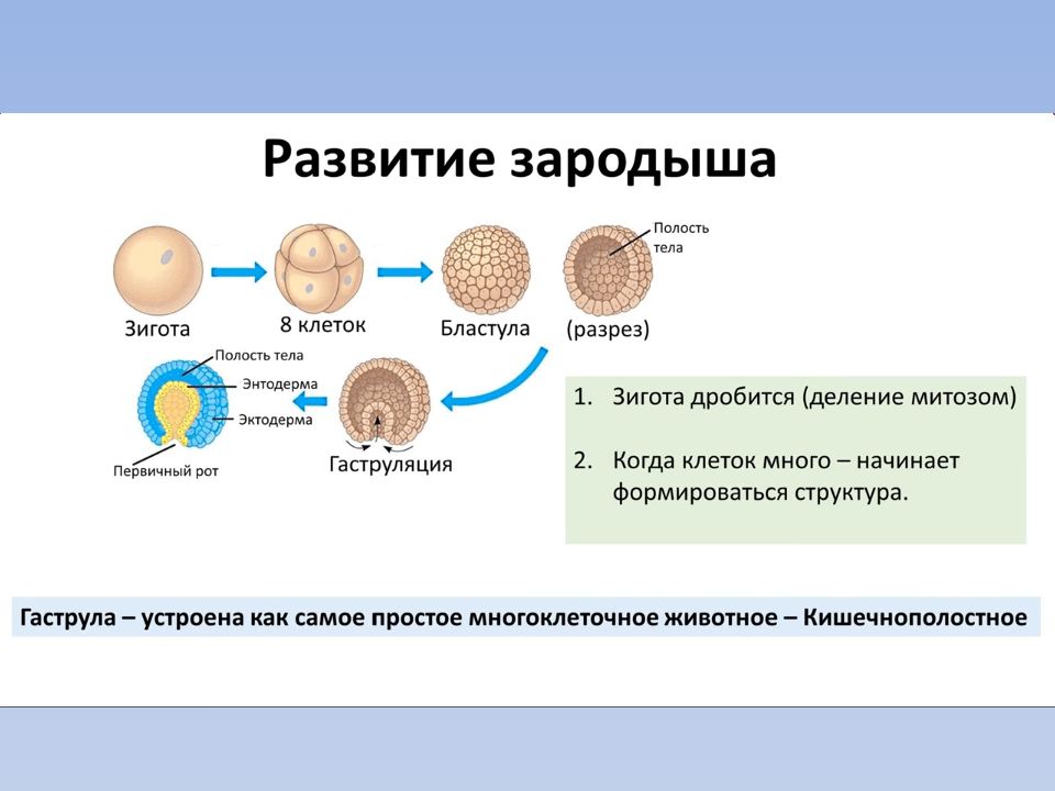 Восстановите подписи к немой схеме этапы эмбрионального развития зигота