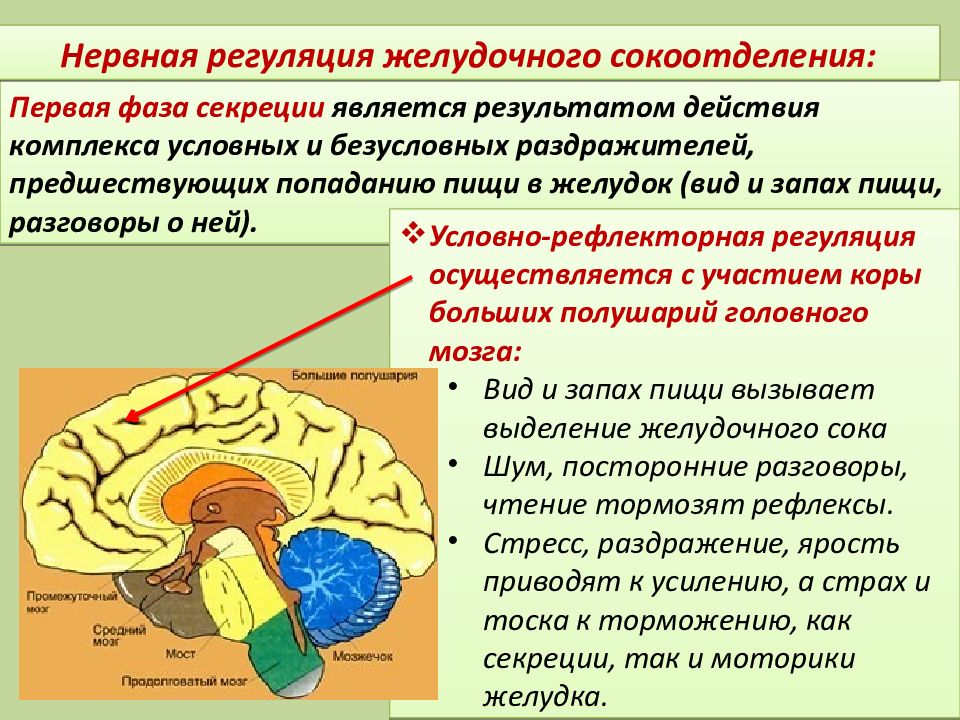 Передний мозг центр регуляции. Нейрогуморальная регуляция отдел мозга. Нервная и гуморальная регуляция пищеварения. Отдел пищеварения в мозге. Регуляция желудочной секреции.