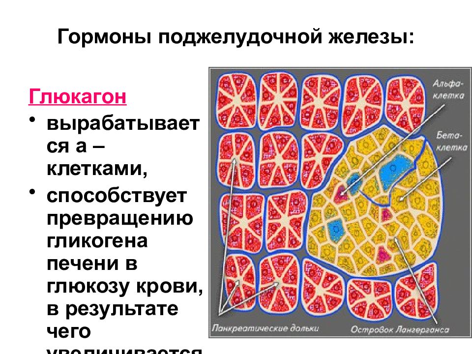 глюкагон гормон. глюкагон функции гормона. какая железа вырабатывает глюкагон. какая железа вырабатывает глюкагон. какая железа вырабатывает глюкагон.