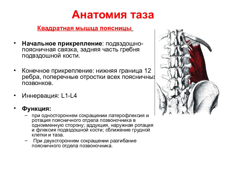 Мышцы поясничного отдела. Квадратная мышца поясницы иннервация. Миофасциальный синдром квадратной мышцы поясницы. Синергисты квадратной мышцы поясницы. Квадратная мышца поясницы анатомия.