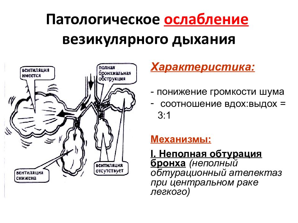 Презентация пропедевтика внутренних болезней дыхательная система