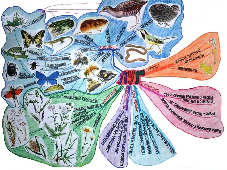 Дикие животные интеллект карта. Ментальная карта биология. Интеллектуальная карта почвы. Интеллект карта биология. Интеллект карта по биологии.