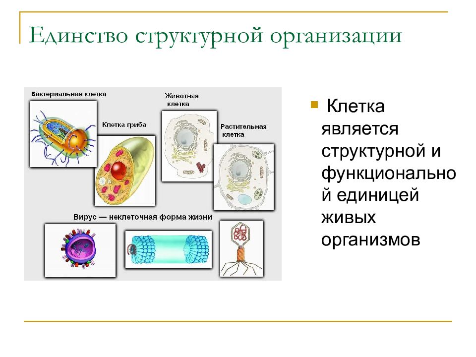 Уровни организации живого презентация