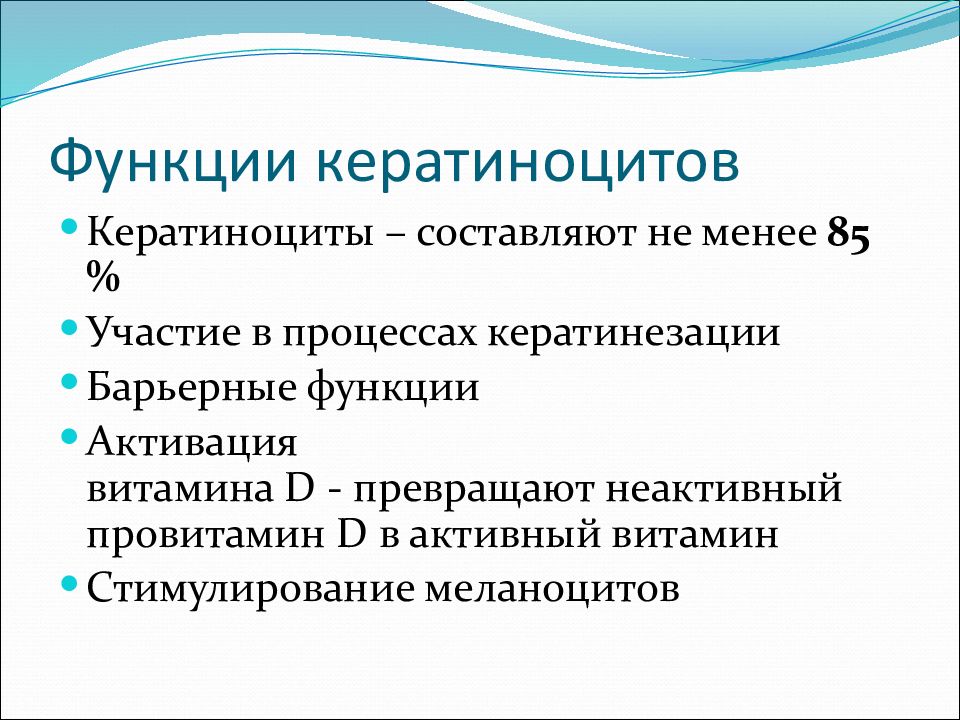 Кератиноциты. Функции кератиноцитов. Кератиноциты функции. Кератиноциты эпидермиса функции. Кератиноцит строение функции.