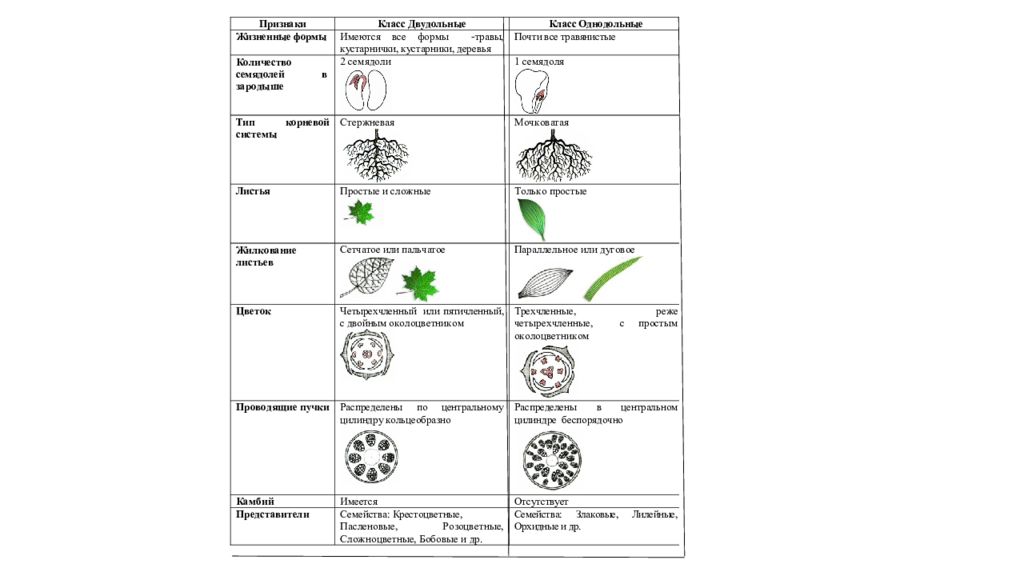 Схема однодольных и двудольных растений 6 класс