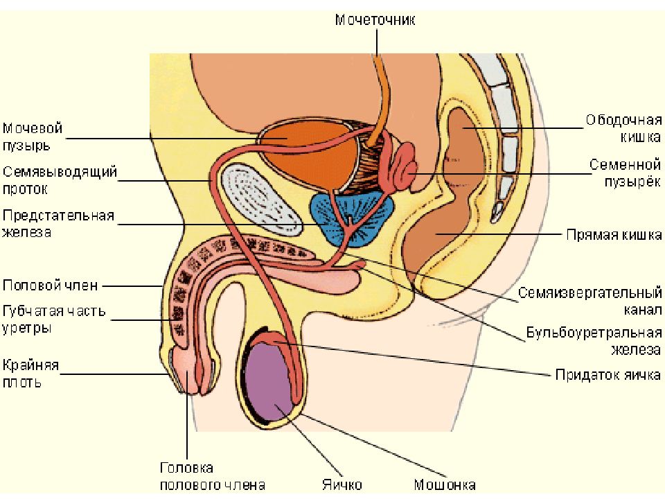 Строение половой системы человека презентация