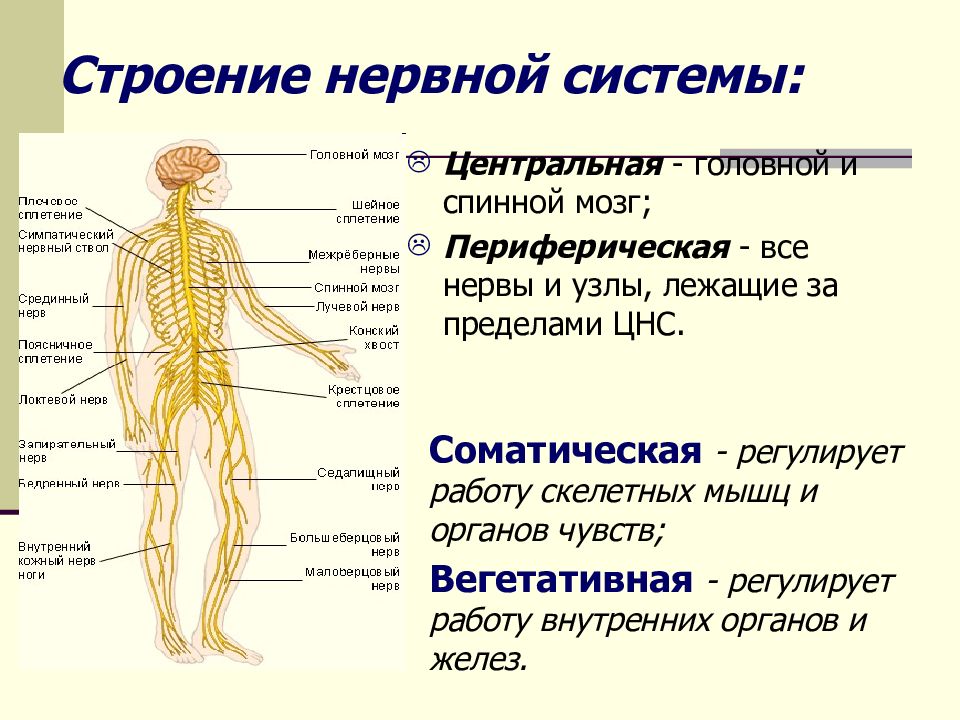 Центральная нервная система рисунок