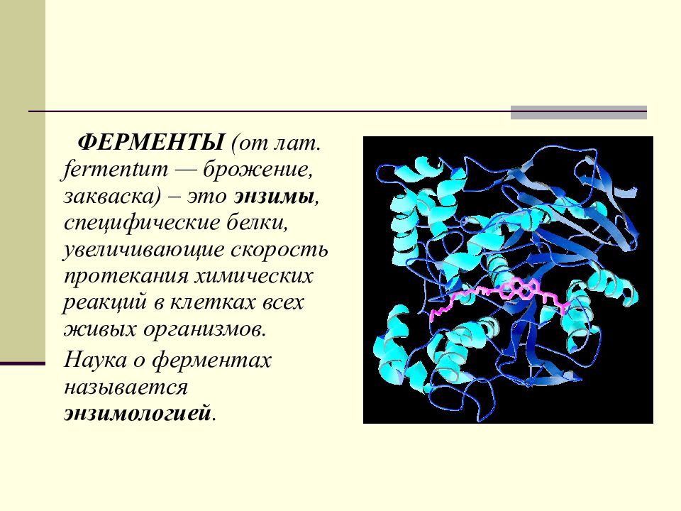 Презентация на тему ферменты