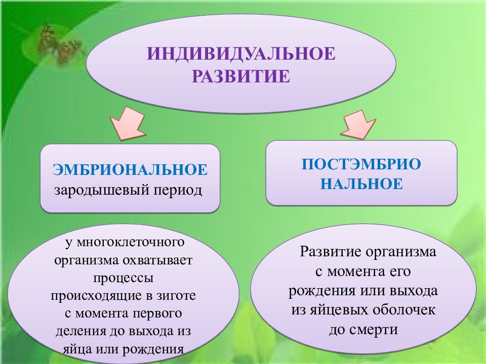 Индивидуальное развитие и размножение организмов презентация