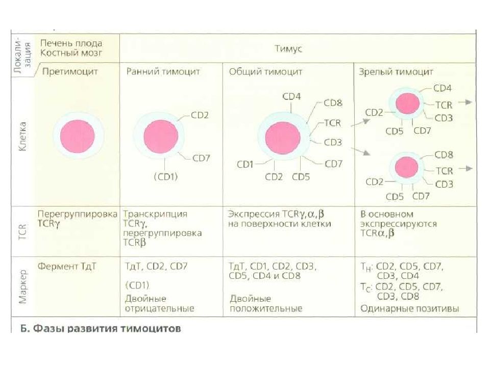 Субпопуляции т лимфоцитов. Т лимфоциты при ВИЧ. Субпопуляции ТЭ лимфоцитов. Cd5 лимфоциты.