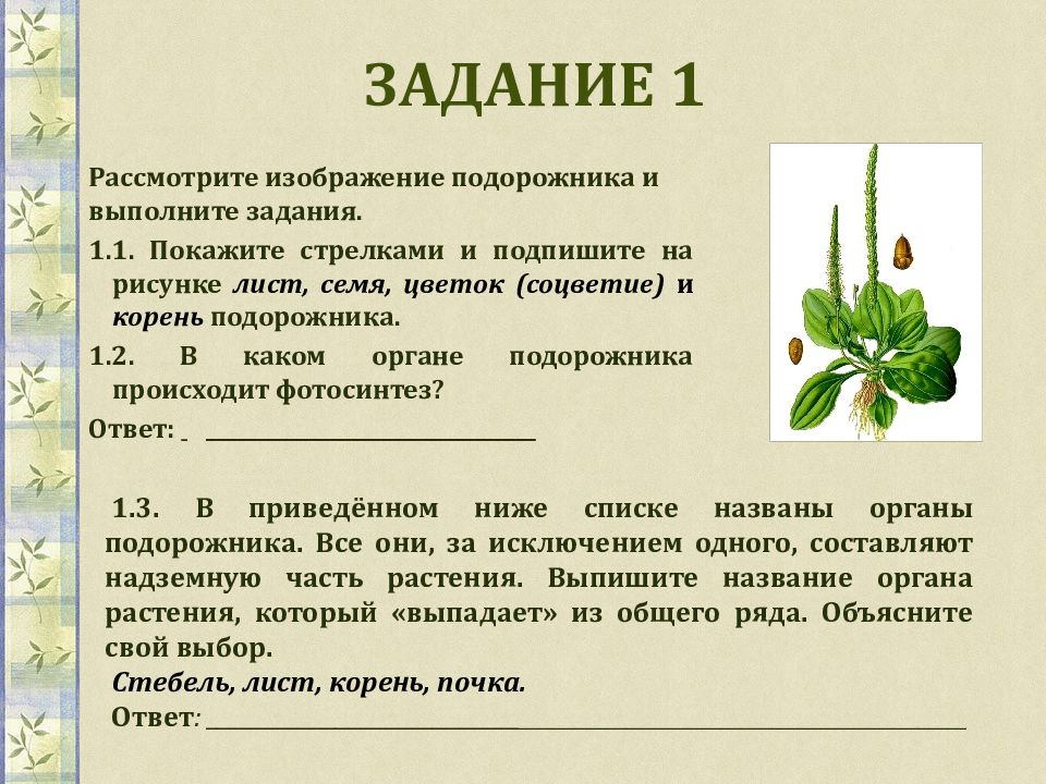 Впр 5 класс презентация биология