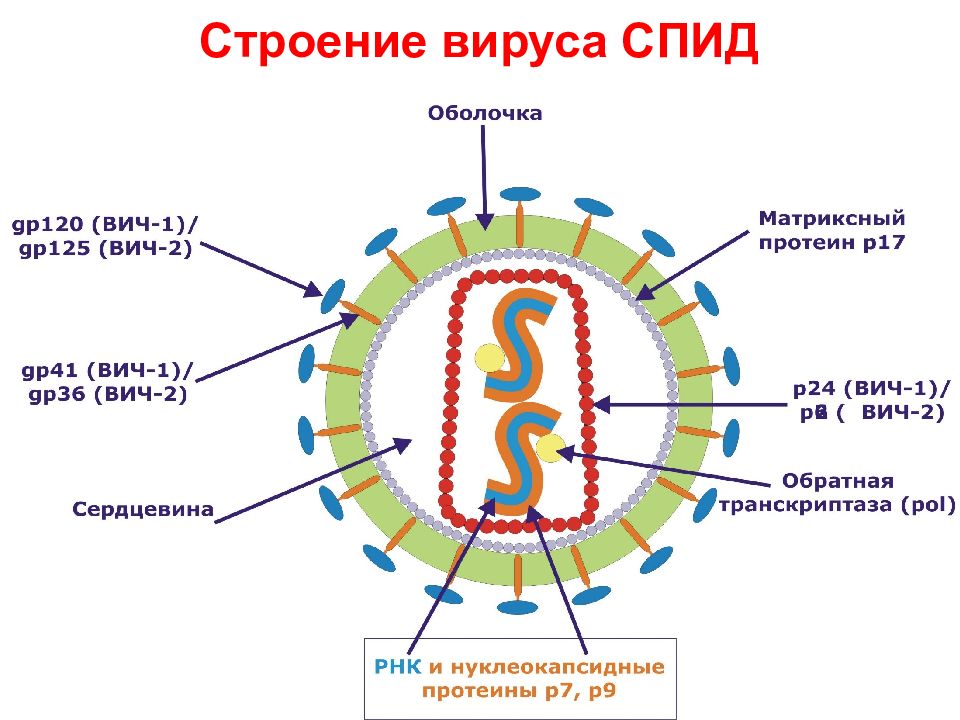 Строение вич вируса схема