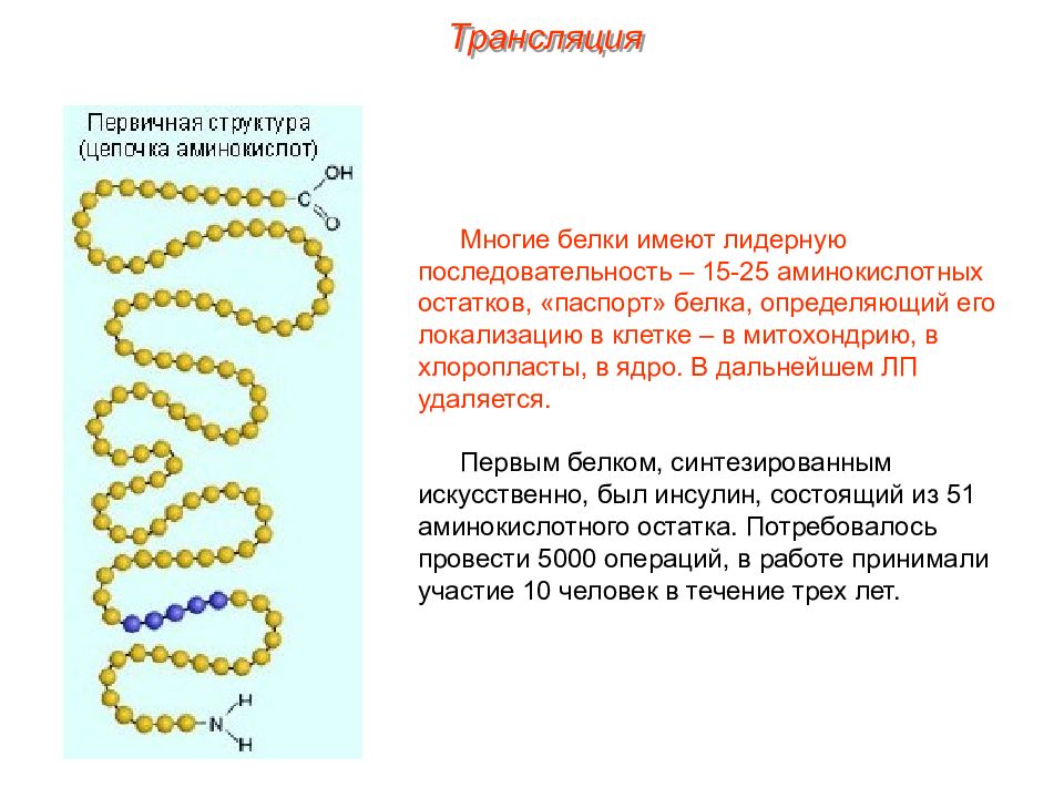 Трансляция Биосинтез белка. Первичная структура синтезируемого белка. Трансляция белка.