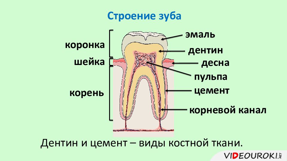 Схема десен. Строение зуба коронка шейка корень рисунок. Анатомия зуба коронка шейка корень. Строение зуба эмаль дентин цемент пульпа. Строение зуба коронка шейка корень.