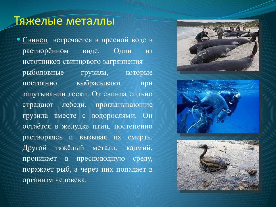 Как вода влияет на животных. Загрязнение воды тяжелыми металлами. Загрязнение гидросферы тяжелыми металлами. Загрязнение мирового океана тяжелыми металлами. Тяжелые металлы в мировом океане.