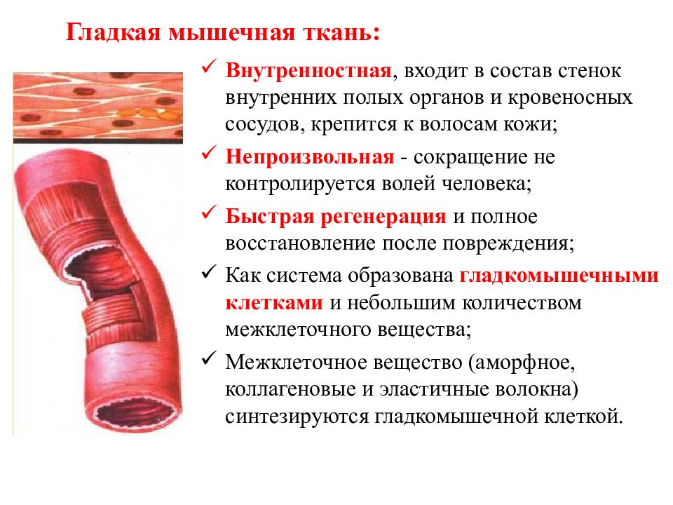 Гладкие мышцы выполняют функции. Гладкая мускулатура. Гладкие мышцы функции. Гладкая мышечная ткань функции. Гладкая функция.