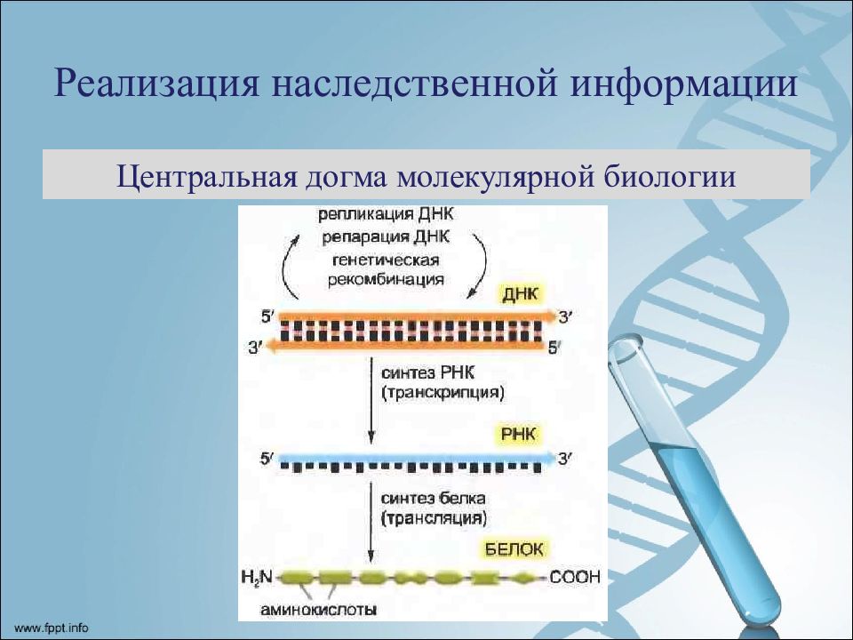 Схема расшифровка генетической информации