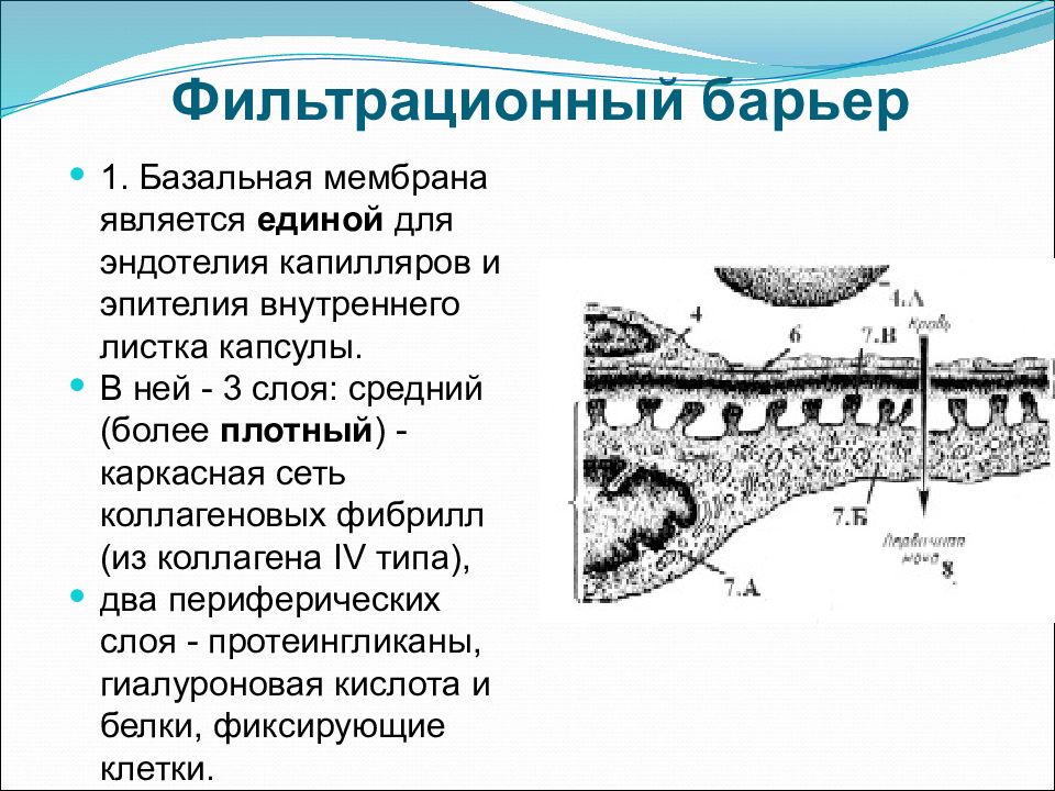 Фильтрационная мембрана почки схема