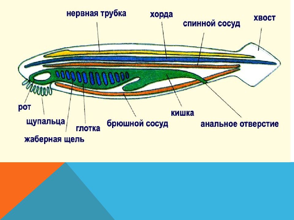 Общая характеристика хордовых 7 класс биология презентация