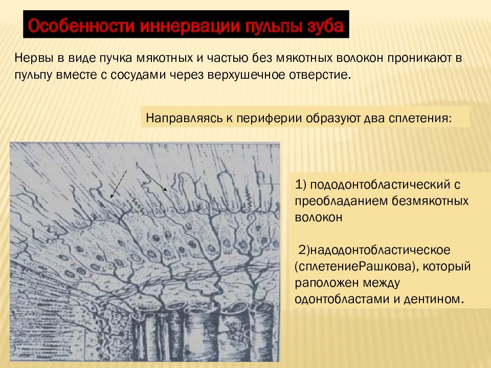 Строение пульпы презентация